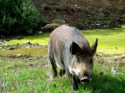 "Tous des porcs !". Peut-être, mais des porcs NATURE !