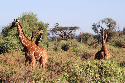 Quelques girafes un peu perdues au milieu de la savane castraise... elles sauront nous faire découvrir de nouveaux horizons le 11 mars !