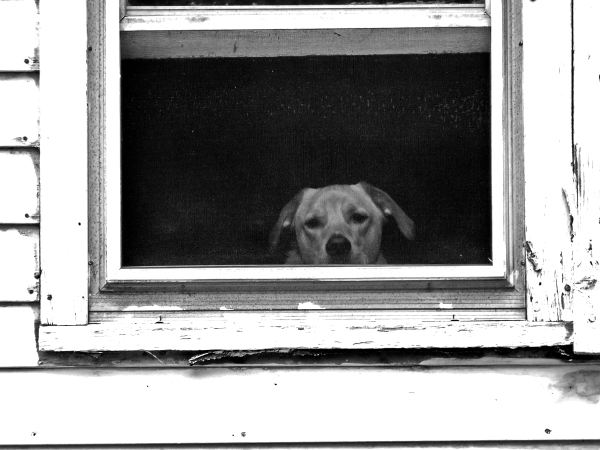 Ce chien est triste car on lui a refusé sa promenade qu'il espérait depuis si longtemps ! Mais ce n'est pas grave, il y aura d'autres occasions !